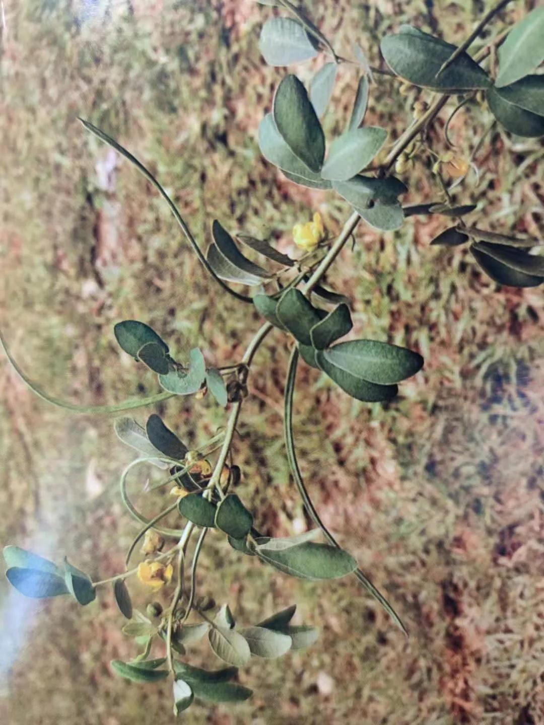 清肝明目、潤腸通便、降壓降膽固醇——決明子